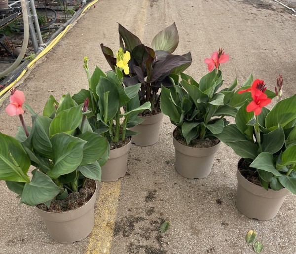 Canna, 27 cm Cannova PP-Nr.: IT-16BT0373