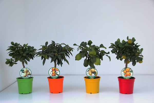 Citrus, Mini-Stamm 15/40 cm Mix PP-Nr.: IT-19-1627