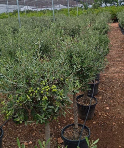 Oliven, Stamm 30 LT/150 cm Kugel PP-Nr.: ES-17-46/1610