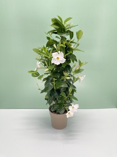 Dipladenia, Pyramide 17/75 cm WEISS PP-Nr.: IT-16BT0373