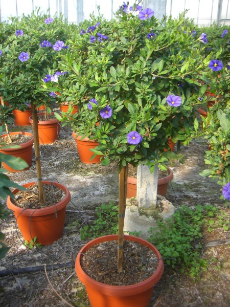 Solanum, Stamm 30/120 cm rantonnettii - Enzianbaum PP-Nr.: IT-07-0526