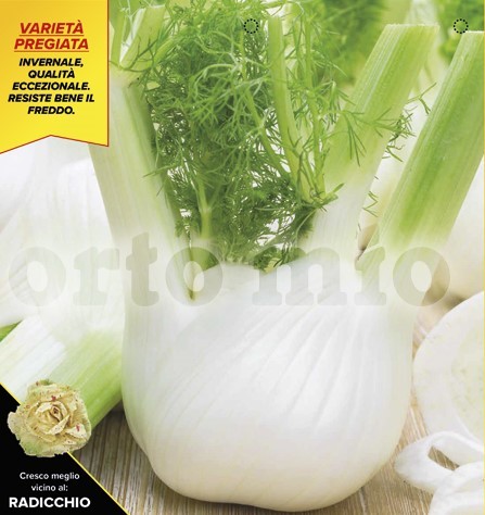 Fenchel, 9er Tasse cm Winterfenchel, Sorte Minosse (F1) PP-Nr.: IT-08-1868