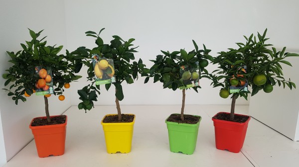 Citrus, Stamm 19x19/75 cm Mix PP-Nr.: IT-19-1627