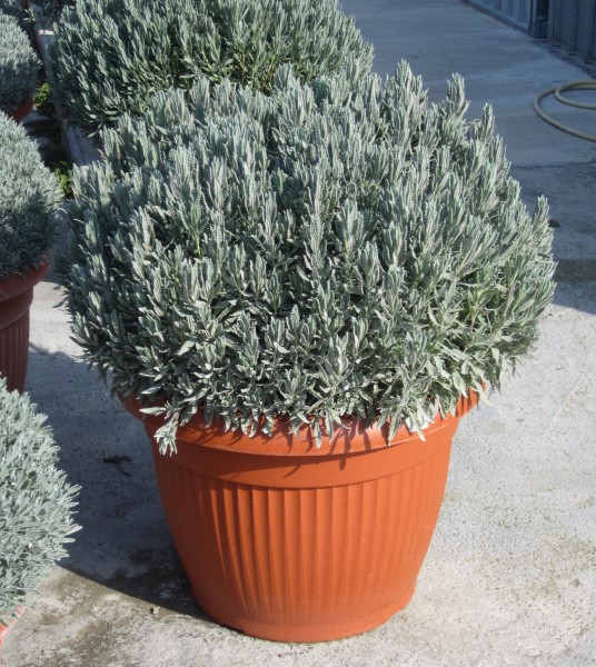Lavendel, Busch 45/80 cm officinalis Gewürze PP-Nr.: IT-07-0526