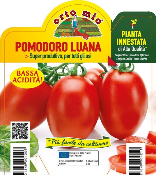 Tomaten veredelt, 14/30 cm oval, Sorte Luana (F1); resistent gegen TSWV-Virus PP-Nr.: IT-08-1868