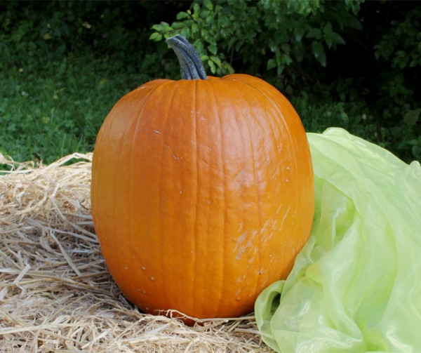 HALLOWEENKÜRBIS, cm Schnitzkürbis Riesen