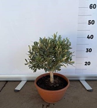 Oliven, Bonsai 20/40 cm in Schale PP-Nr.: IT-19-0015