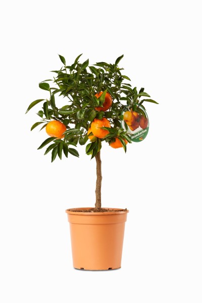 Citrus, Mini-Stamm 22/80 cm Reticulata - Manderine PP-Nr.: IT-19-1627