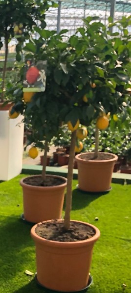 Citrus Limon lunario - Zitrone, Stamm 55x41/190 cm Lira Topf PP-Nr.: IT-19-1627