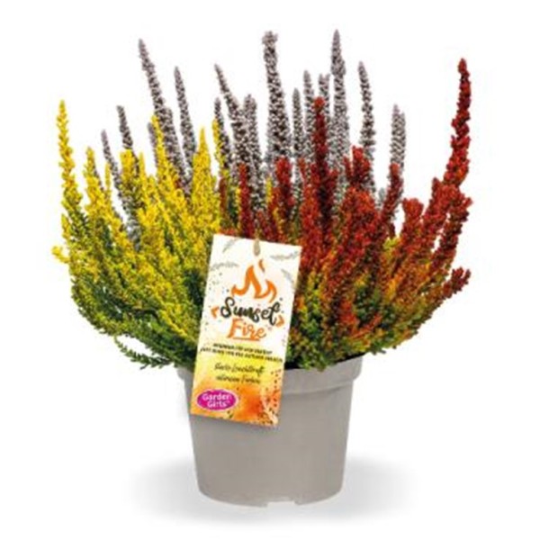 Calluna GG, 21/30 cm Sunset Fire PP-Nr.: DE-NI-115639