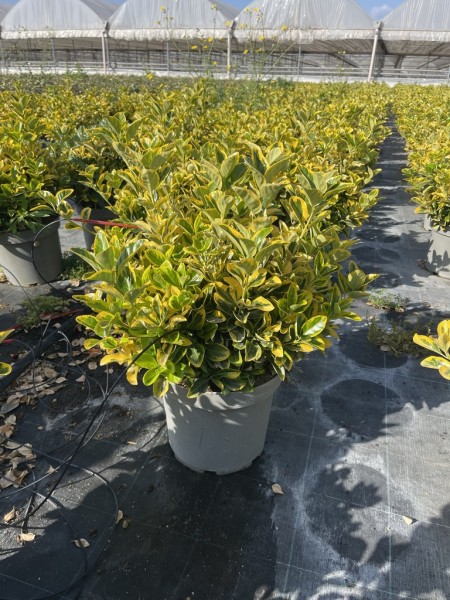 Euonymus jap., Busch 26/55 cm Aurea PP-Nr.: IT-16BT0373