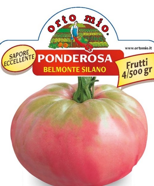 Tomaten, 10/20 cm "Belmonte Silano" (Riesentomate), hellrot, Sorte Ponderosa PP-Nr.: IT-08-186