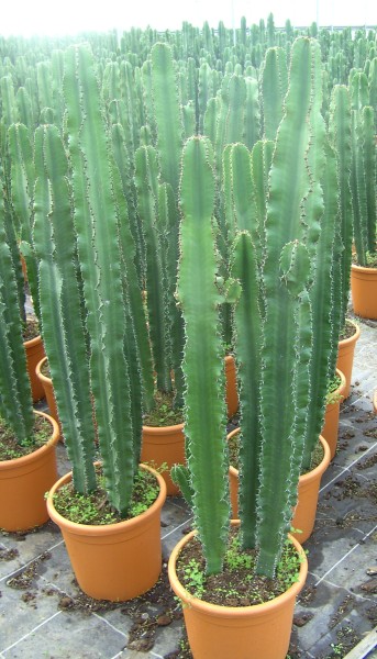 Euphorbia, 30/160 cm erythraea - Wüstenkaktus PP-Nr.: IT-07-0526
