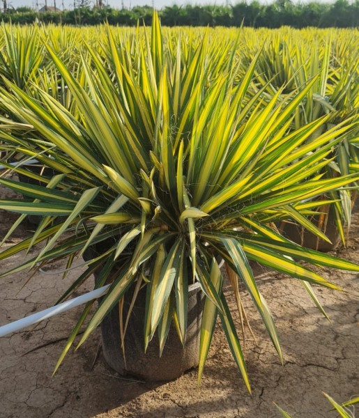Yucca Filomentosa Color Guard, Busch 30 LT/100 cm PP-Nr.: ES-17-46/1610