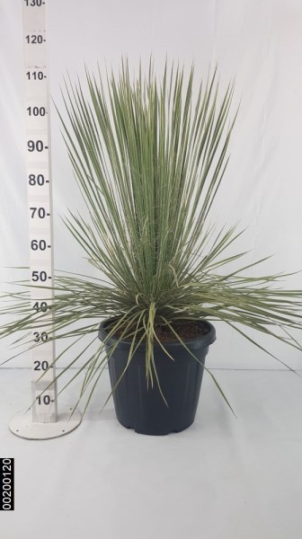 Yucca Elata, Busch 30 LT/100 cm PP-Nr.: ES-17-46/1610