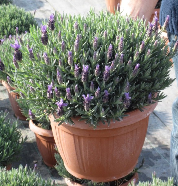 Lavendel, Busch 25/60 cm Stoechas Gewürze PP-Nr.: IT-07-0526