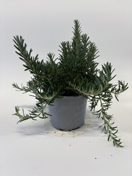 Rosmarin, Busch 14/20 cm prostratus Gewürze PP-Nr.: IT-07-0526