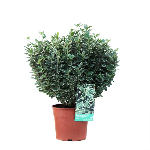 Euonymus, Busch 17/35 cm japonica - Albomarginata PP-Nr.: ES-17-46/1519