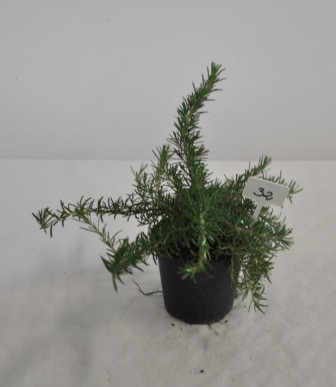 Rosmarin, Busch 14/20 cm prostratus Gewürze PP-Nr.: IT-07-0526