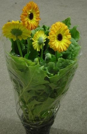 Gerbera, Busch 18/70 cm PP-Nr.: IT-07-0526