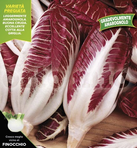 Radicchio, 9er Tasse cm Früher Herbst-Treviso, Sorte TT 206 PP-Nr.: IT-08-1868