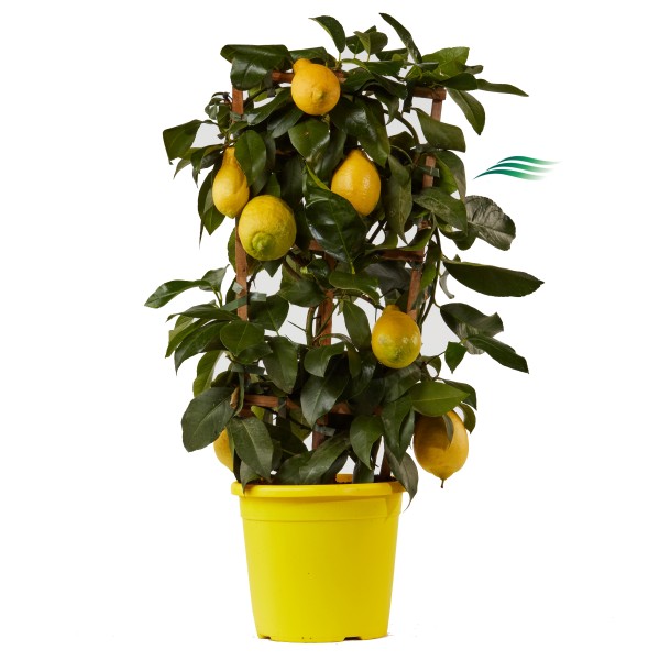 Citrus, Spalier 18/55 cm Limon - Zitrone PP-Nr.: IT-19-1627