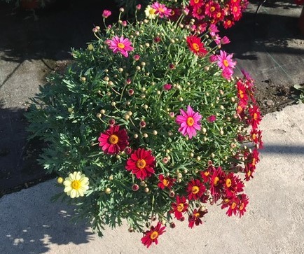 Margeriten, Busch 18/50 cm Trio PP-Nr.: IT-07-0526