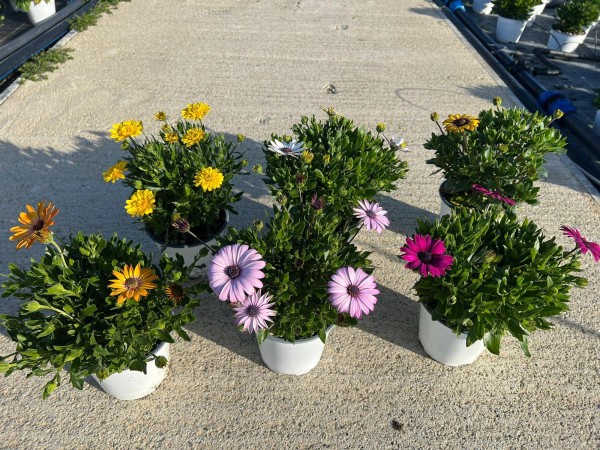 Mesembryanthemum, Busch 14/25 cm Mittagsblume PP-Nr.: IT-07-0526