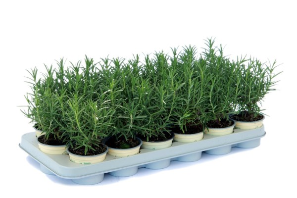 Rosmarin, Busch 10 cm officinalis Gewürze PP-Nr.: IT-07-0248