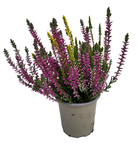 Calluna, 9/10 cm Trio PP-Nr.: DE-NW-1200813