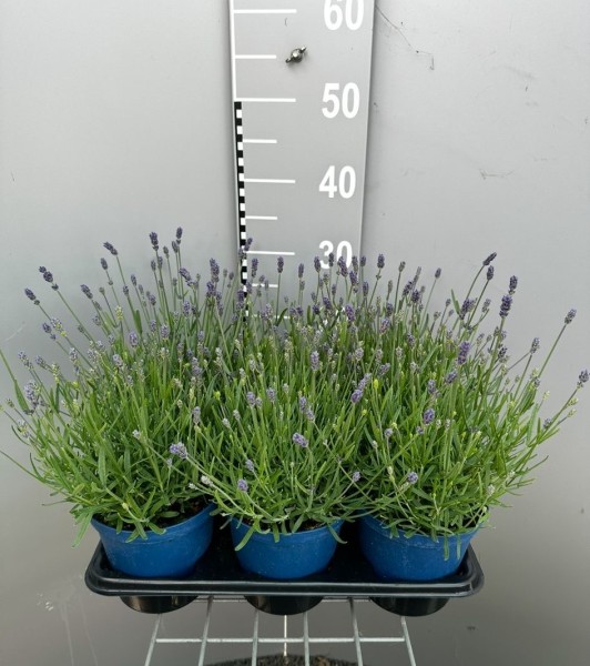 Lavendel, Busch 14 cm ang. Essenze Purple Gewürze PP-Nr.: IT-07-0526