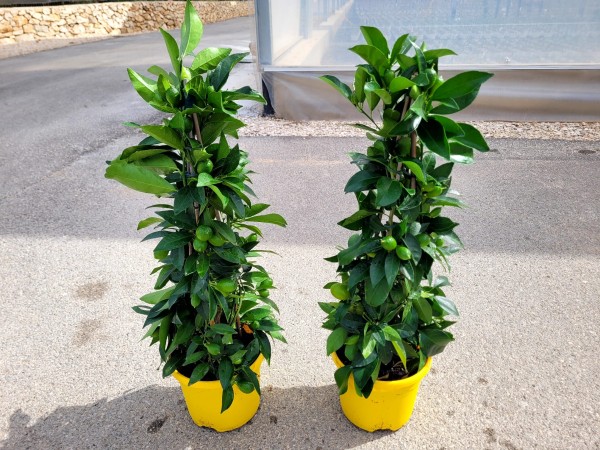 Citrus, Pyramide 19/65 cm floridana limequat PP-Nr.: IT-16-0165