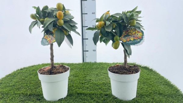Citrus, Ministamm 15/40 cm japonica kumquat PP-Nr.: IT-16-0165