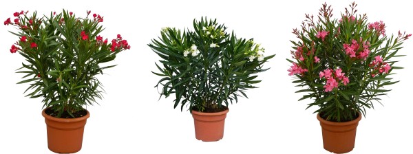 Nerium, Busch 30/80 cm Oleander Mix PP-Nr.: ES-17-46/1519