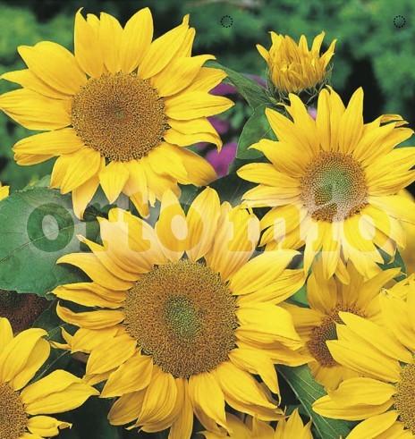 Schnittblumen Zwerg-Sonnenblume "Goldsonne", 4er Tasse/ cm PP-Nr.: IT-08-1868