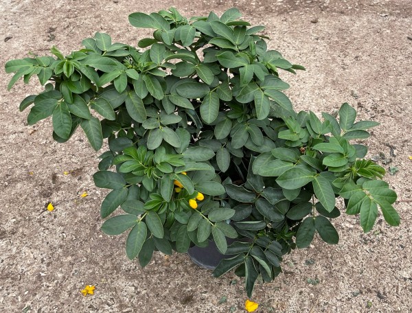 Cassia, Busch 17/40 cm corymbosa PP-Nr.: IT-16BT0373