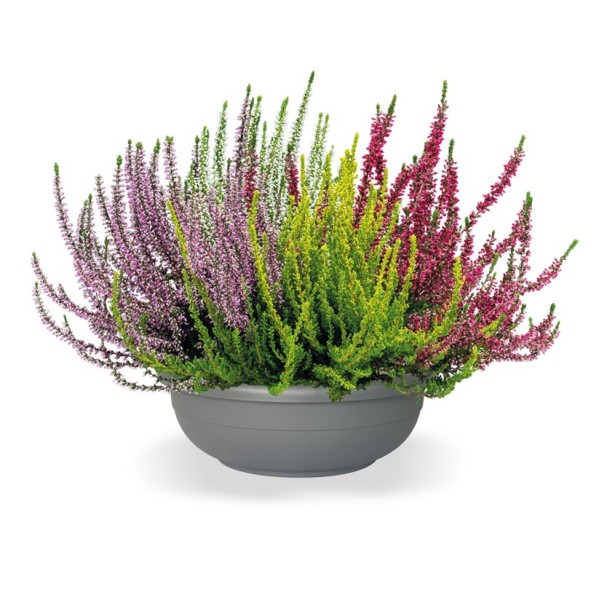 Calluna GG, 23 cm Quattro Girls 4 Farben in der Schale PP-Nr.: DE-NI-115639