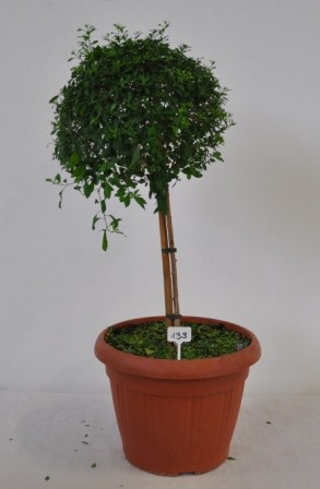 Solanum, Stamm 45/120 cm rantonnettii - Enzianbaum PP-Nr.: IT-07-0526