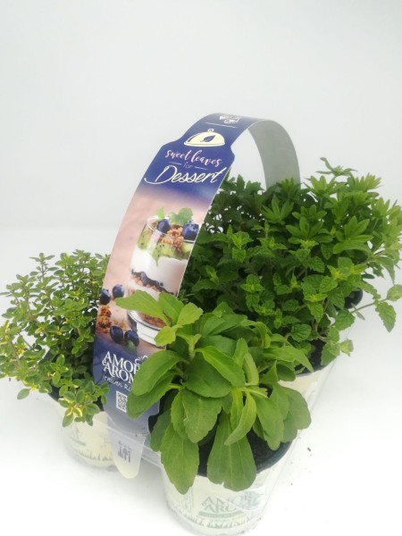 "Aromi e Amore", Busch 10/15 cm Dessert" 6er Pack Gewürze PP-Nr.: IT-07-0526