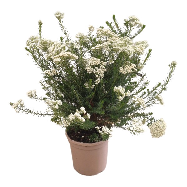 Ozothamus, Busch 20 cm PP-Nr.: ES 14 30 3185