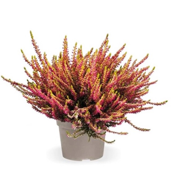 Calluna GG, 12/20 cm Gemischte Farben PP-Nr.: DE-NI-115639