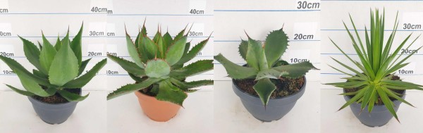 Agaven Mix, Busch 20/40 cm PP-Nr.: ES-17-46/1610