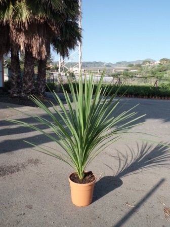 Cordyline , Busch 22/90 cm indivisa PP-Nr.: IT-19-0066