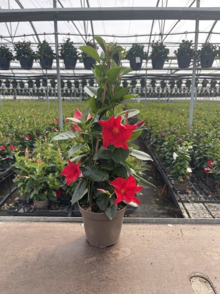 Dipladenia, Pyramide 14/50 cm ROT PP-Nr.: IT-16BT0373