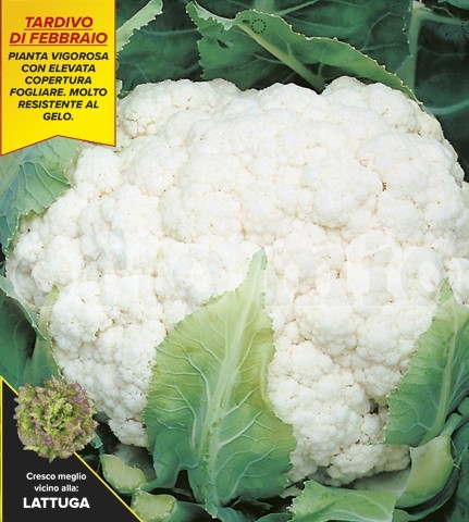 Blumenkohl, 6er Tasse cm Februarreifer Blumenkohl, Sorte Triomphnt (F1) PP-Nr.: IT-08-1868