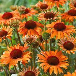 Echinacea, 19 cm SunMagic Vintage PP-Nr.: DE-NI-115639