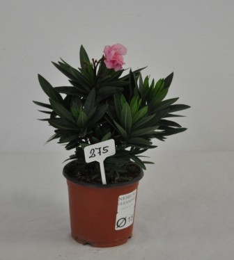 Nerium, Busch 15/45 cm Oleander, gemischte Farben PP-Nr.: IT-19-0867