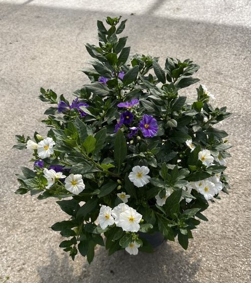 Solanum, Busch 12/30 cm rantonnetii - weiß PP-Nr.: IT-16BT0373