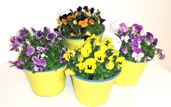 Viola, Busch 14/20 cm cornuta - Hornveilchen PP-Nr.: IT-07-0526