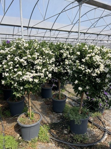 Solanum, Stamm 33/150 cm rantonnetii - weiß PP-Nr.: IT-16BT0373